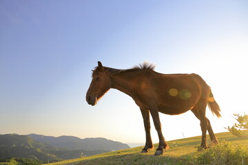 広大な草原の中の野生馬