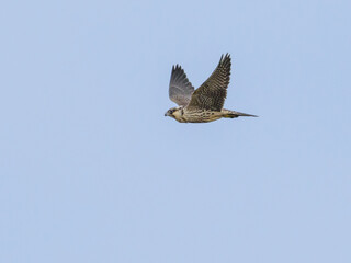 Peregrine Falcon in flight against clear blue sky