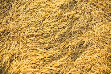 Close-up view of a textured surface covered with dry golden straw in a field, creating a natural tangled pattern