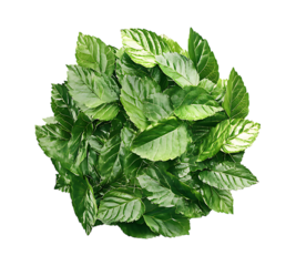 Syngonium Podophyllum Plant: Lush Green Foliage, Top View