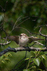 Red-backed shrike, Lanius collurio. Early morning