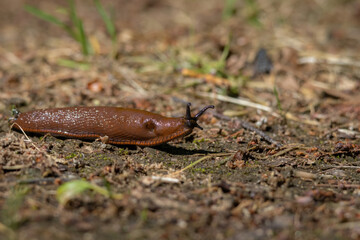 Spanish slug - Arion vulgaris - in it's natural environment