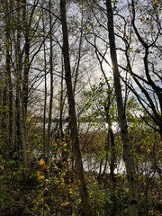 Obraz premium morning in the woods with the lake