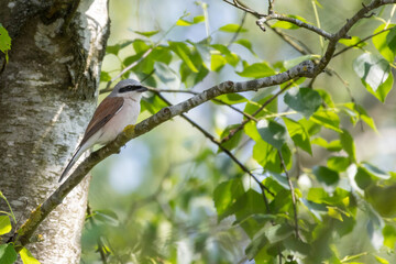 Red-Backed Shrike (Lanius collurio) perched on branch.