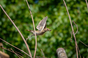 Thrush nightingale, Luscinia luscinia. A bird flaps its wings