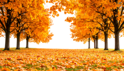 Autumn Trees with Yellow Leaves by a Meadow
