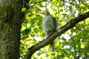 Beautiful Northern Goshawk juvenile Accipiter gentilis