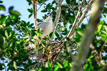 Black-crowned Night Heron on Nest in Hong Kong
