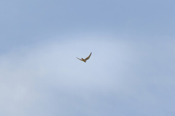 Predatory bird Eurasian Hobby or Falco subbuteo flies in blue sky.