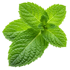 Fresh Mint Leaves: Vibrant Green Herb Close-Up on transparent background