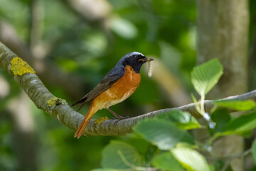 Redstart with insects for the kids