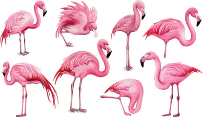 Obraz premium Collection of Pink Flamingo Illustrations in Various Poses on a White Background Tropical Bird Vector Art Exotic Wildlife Summer Design Element Watercolor Style Isolated
