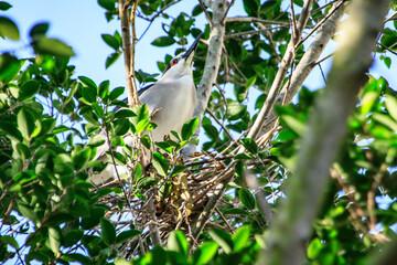 Black-crowned Night Heron on Nest in Hong Kong