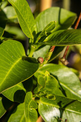 green leaves on a tree