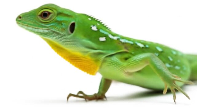 A vibrant green lizard with a bright yellow throat, isolated on white background, stares intently at the camera
