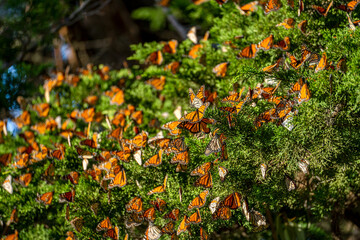 Thousands of Monarch Butterflies Resting Mid-Migration