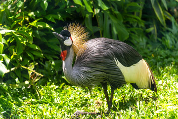 Black Crowned-Crane (balearica pavonina) at the Panaʻewa Rainforest Zoo and Gardens in Hilo (Big Island)