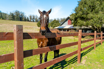 Close-up of a brown horse behind a fence on a farm