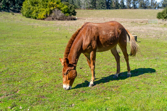 Brown horse grazing in the field