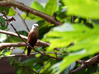 Bondol Haji (Lonchura maja), the Hajj sparrow, has a white head and perches on a branch.