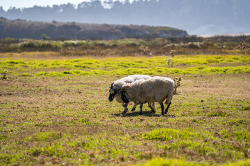 Two rams are grazing in the meadow