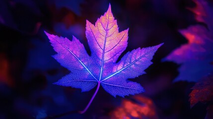 Vibrant maple leaf illuminated with vibrant colors.