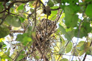 Juvenile Night Heron in Nest in Hong Kong