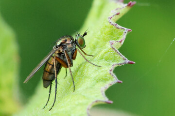 Fly