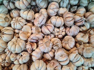 Fresh whole garlic bulbs with papery white skin, captured in natural light, symbolizing flavor, health, and essential ingredients in global cuisine.