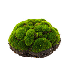 Lush Green Moss Terrarium: Perfect for Home Decor & Eco-Friendly Spaces on transparent background