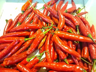  Vibrant red chili peppers freshly harvested, showcasing their glossy skin and intense color, symbolizing heat, spice, and culinary boldness. © Ashnan Tech