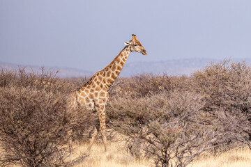 An Angolan Giraffe -Giraffa giraffa angolensis- grazing in the bushes of Etosha national park, Namibia.