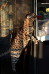 Bengal cat looks into the refrigerator
