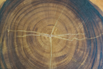 Close-up of a tree trunk cross-section revealing growth rings and natural patterns in shades of brown and beige
