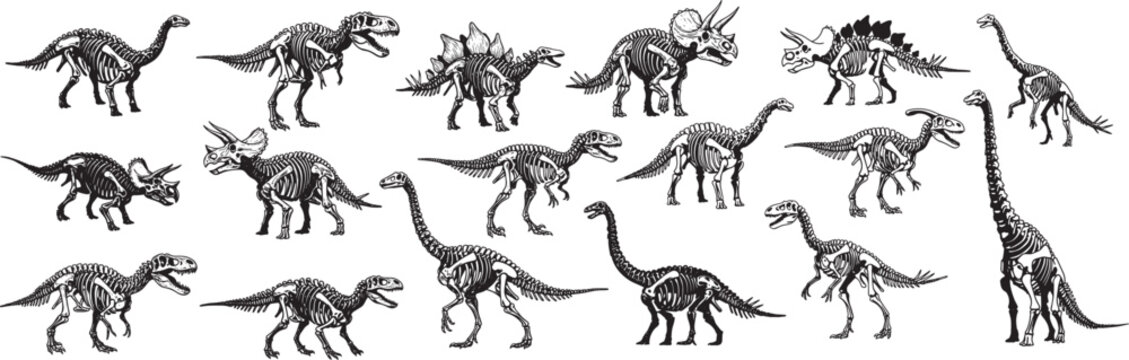 Dinosaur skeletons illustration fossil bones of prehistoric animals extinct reptiles drawing art design