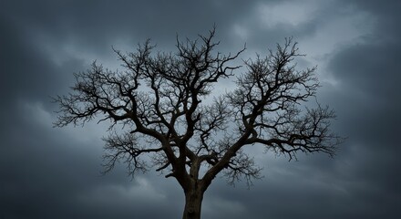 Lone leafless tree silhouetted under a dark cloudy sky