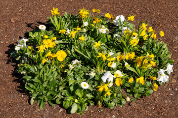 Rundes Blumenbeet mit Stefmütterchen (Viola) und Narzissen (Narcissus), Pinienrinde außen herum