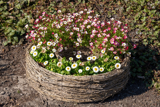 Bl&uuml;hende Moos-Steinbrech (Saxifraga x arendsii) in rundem Korb