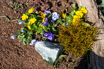 Kleines Blumenbeet mit Stefmütterchen (Viola) und dekoration, Pinienrinde außen herum
