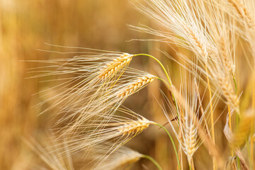 golden wheat field in summer. ears of wheat. background for inscriptions. barley © Татьяна Швец