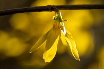 Blühende Forsythie (Forsythia), Goldglöckchen, Zweig