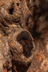close up of a tree trunk