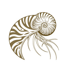 Obraz premium Brown Nautilus Shell Illustration - Elegant Marine Life and Ocean Dweller Art with Swirl Patterns