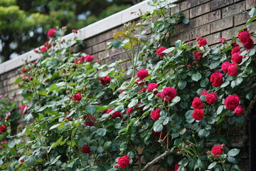 赤いバラと壁
