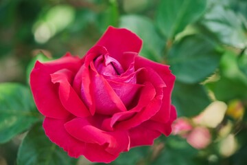 赤いバラのアップ