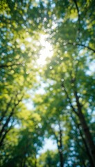 Fototapeta premium blurred sunlight filtering through dense green forest tree canopy creating peaceful natural atmosphere