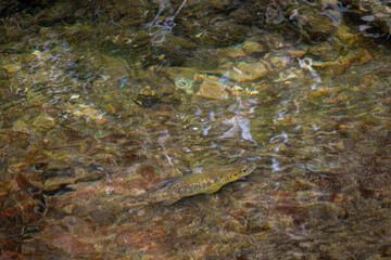 Schwarzwald Bachforelle 