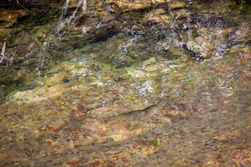 Schwarzwald Bachforelle 