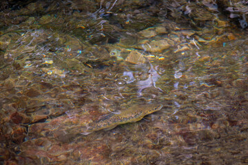 Schwarzwald Bachforelle 