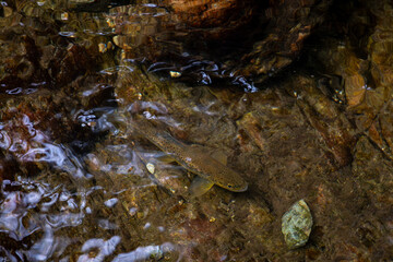 Schwarzwald Bachforelle 